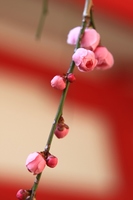ume.JPG